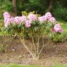 Rhododendron Swamp Beauty