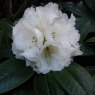 Rhododendron taliense