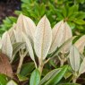 Rhododendron taliense 'Honigduft'