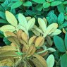 Rhododendron taliense 'Woolly Dane'