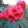 Rhododendron Taurus  AGM
