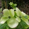 Cornus Rutcan Constellation