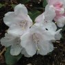 Rhododendron Tibet