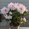 Rhododendron Tibet
