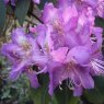 Rhododendron trichanthum 'Honey Wood'