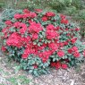 Rhododendron Tromba