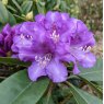 Rhododendron True Blue