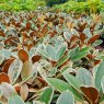 Rhododendron tsariense