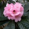 Rhododendron uvariifolium 'Reginald Childs'