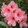 Rhododendron Vanessa  FCC
