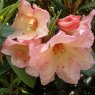 Rhododendron Vanessa Pastel  AGM
