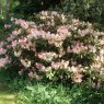 Rhododendron Vanessa Pastel  AGM