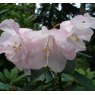 Rhododendron Veryan Bay