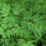 Acer palmatum 'Butterfly'