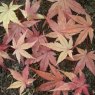 Acer palmatum 'Chishio'
