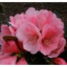 Rhododendron Vintage Rose  AGM