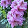 Rhododendron Violette Funken