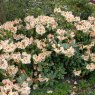 Rhododendron Viscy  AGM