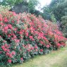 Rhododendron Vulcan  AGM INKARHO