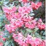 Rhododendron W.F.H.  AGM