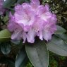 Rhododendron wallichii