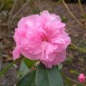 Rhododendron Weston's Pink Diamond