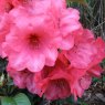 Rhododendron Whispering Rose