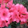 Rhododendron Whispering Rose