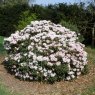 Rhododendron wiltonii  AGM