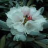 Rhododendron (yak) yakushimanum 'Koichiro Wada' INKARHO
