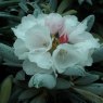 Rhododendron yakushimanum Koichiro Wada STANDARD