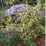 Rhododendron Yellow Hammer  AGM