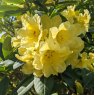 Rhododendron Yellow Petticoats