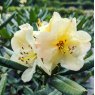 Rhododendron Yellow Saucer