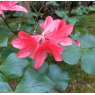 Deciduous Azalea amagianum