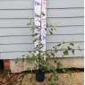 Stewartia pseudocamellia