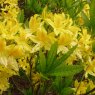 Deciduous Azalea luteum PALLET DEAL (24 x 5 litre plants)