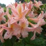 Deciduous Azalea Antilope AGM