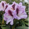 Rhododendron Maroon Sappho