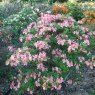 Deciduous Azalea Antilope AGM
