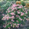 Deciduous Azalea Antilope AGM