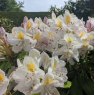 Rhododendron Onsloweanum - Open Ground Plant