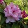 Rhododendron Lodbrit