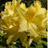 Deciduous Azalea April Showers