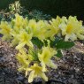 Deciduous Azalea April Showers