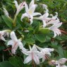 Deciduous Azalea arborescens AGM