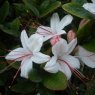 Deciduous Azalea arborescens 'Latest White'  AGM