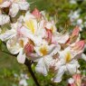 Deciduous Azalea Perfectly Pauline