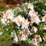 Deciduous Azalea Perfectly Pauline