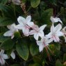 Deciduous Azalea arborescens 'Latest White'  AGM